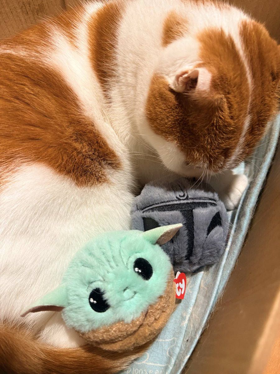 hmtar0's tweet photo. tyのマングー早速届いた‼️思ってたよりデカくて思ってたより重くて思ってたより転がるし跳ねる😙 https://t.co/Qcvu8jMIdr