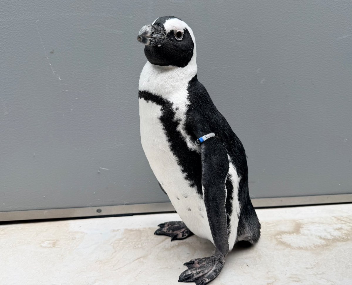 _aquapark_'s tweet photo. 換羽中のケープペンギン #こころ 🐧
先日、換羽が終わり綺麗な羽に生まれ変わりました✨
ぜひ #こころ に会いにアクアパークへお越しください😊

#ケープペンギン
#AfricanPenguin
#マクセルアクアパーク品川
#MaxellAquaParkShinagawa
#アクアパーク #aquapark
#アクアパーク品川
#aquaparkshinagawa https://t.co/BbJC8JUVWF