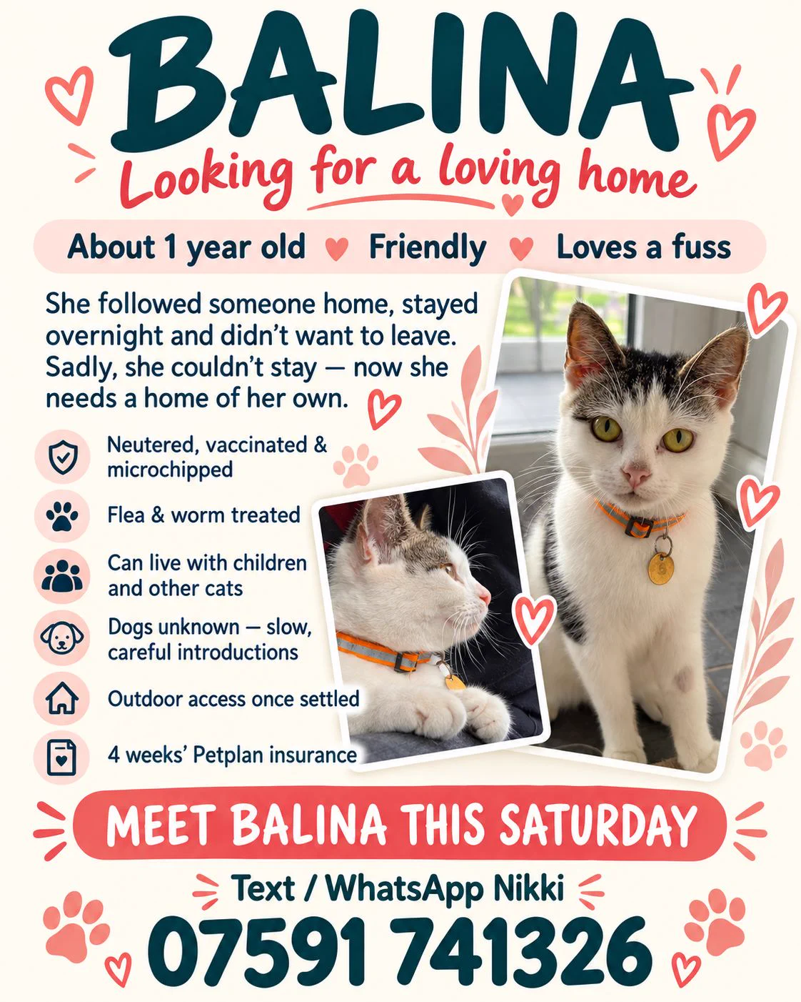 New Start Cat Rescue🐾💜🐾 on X: 