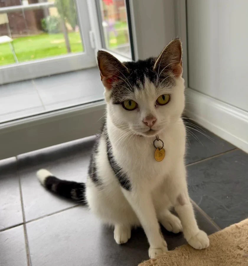New Start Cat Rescue🐾💜🐾 on X: 