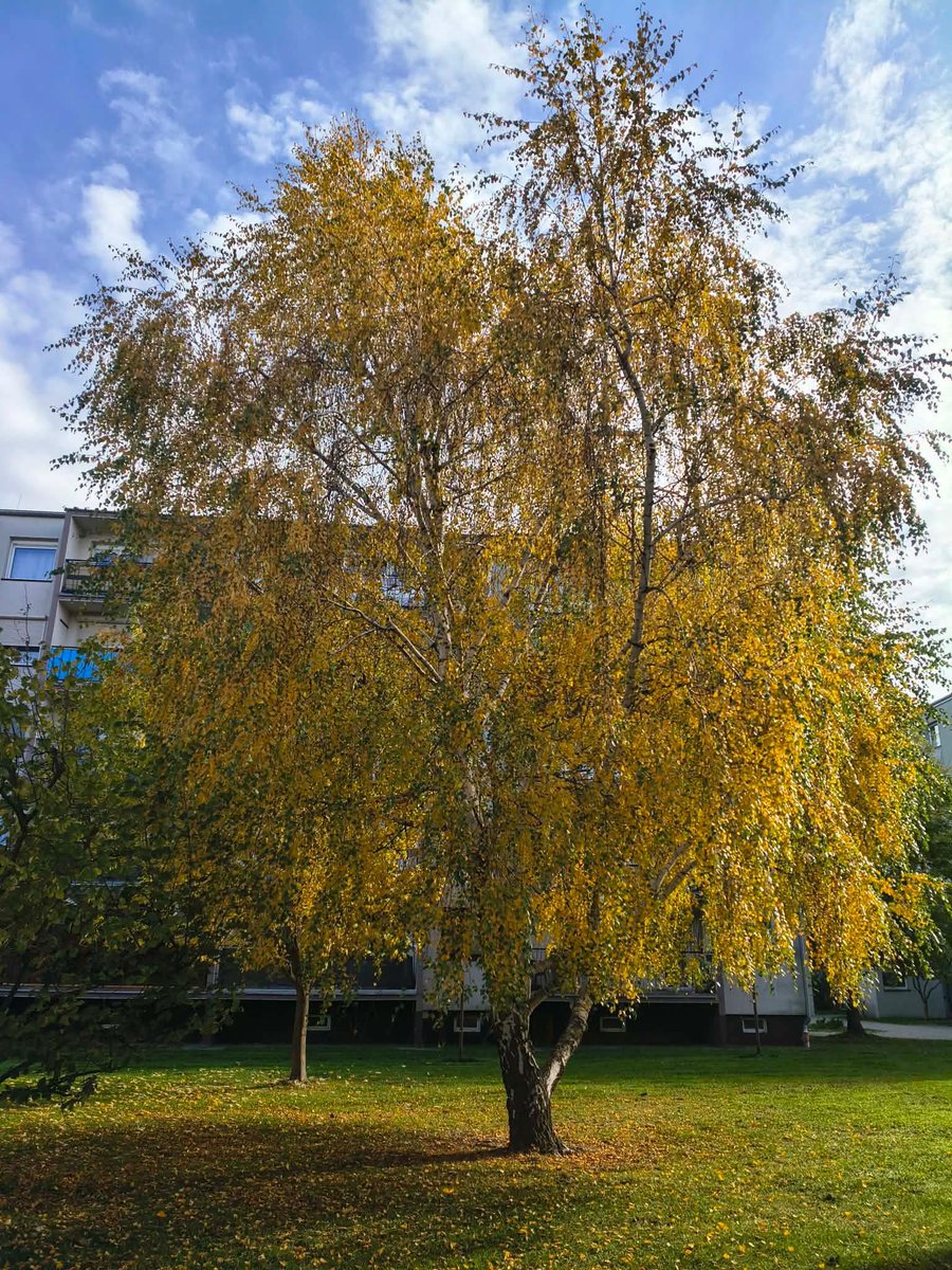 rysarynnik tweet picture