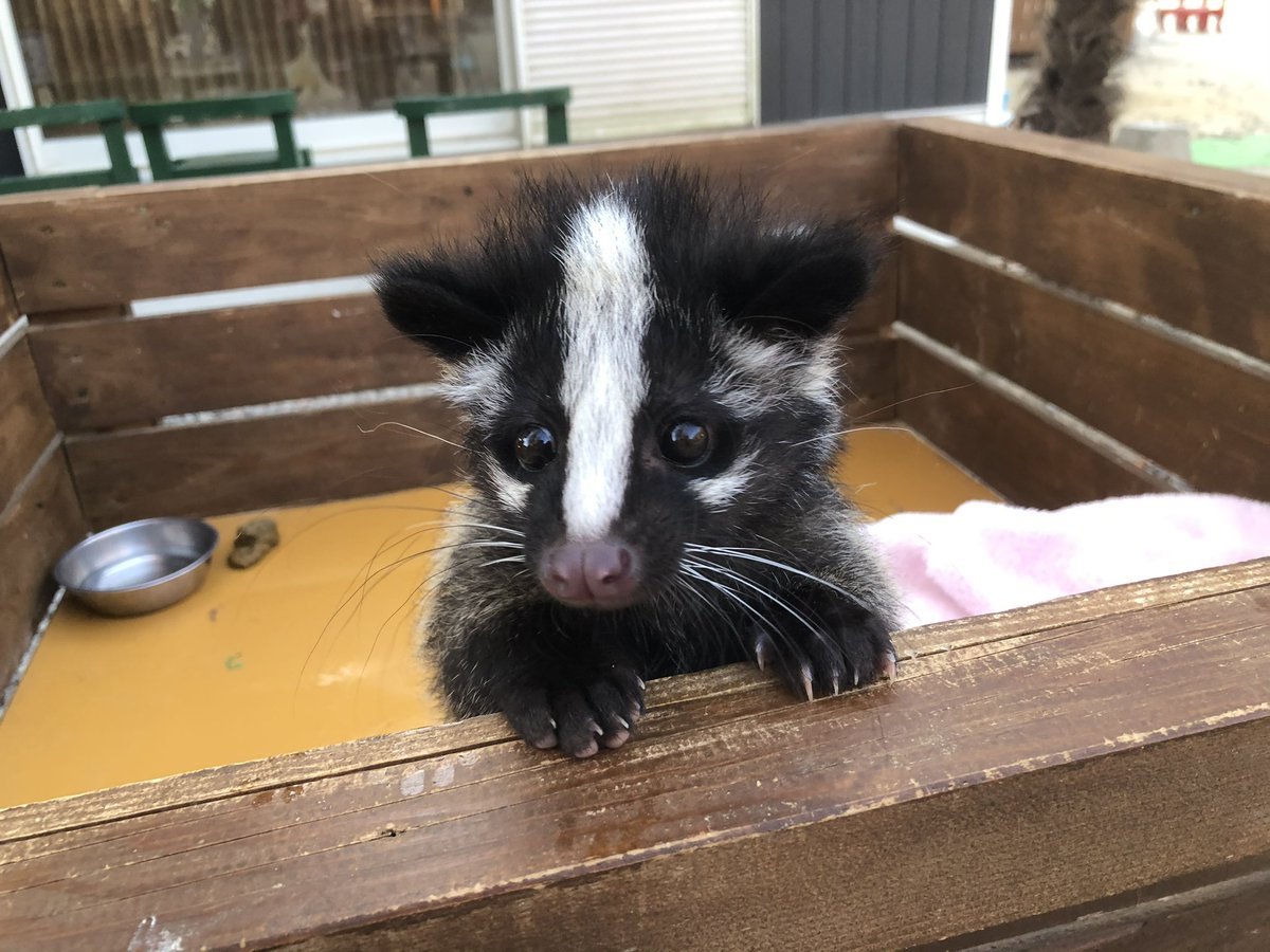 AktFall's tweet photo. ハクビシンの赤ちゃん保護のツイート流れてきたけども、ハクビシンはペットには難しいんじゃなかろうか？っていうのが自分の所感。この子は動物園で保護された赤ちゃんで、慣れた自分にも懐いてたけど、まあ噛む力が強くて血塗れになる事数回。
可愛いんだけどね。 https://t.co/6iifhyPiDa