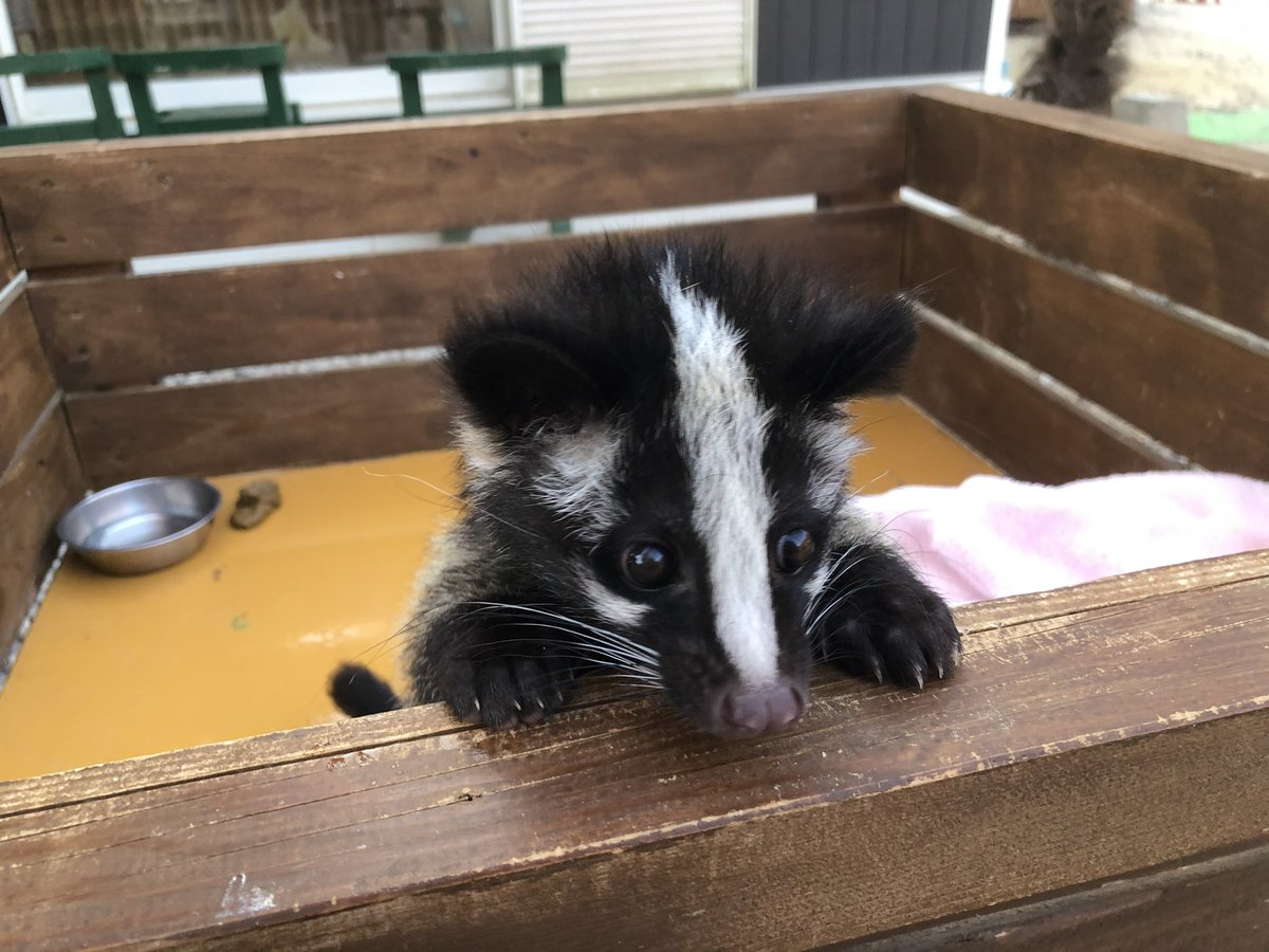 AktFall's tweet photo. ハクビシンの赤ちゃん保護のツイート流れてきたけども、ハクビシンはペットには難しいんじゃなかろうか？っていうのが自分の所感。この子は動物園で保護された赤ちゃんで、慣れた自分にも懐いてたけど、まあ噛む力が強くて血塗れになる事数回。
可愛いんだけどね。 https://t.co/6iifhyPiDa