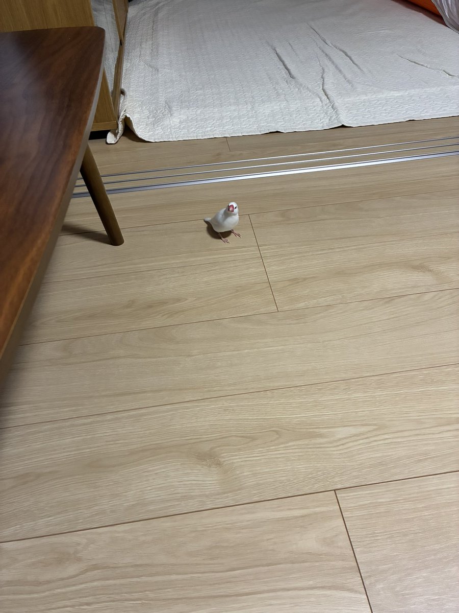 bunchonoshiro's tweet photo. 爪切らせてくれないトリ

#文鳥 https://t.co/m9wRH9mmer