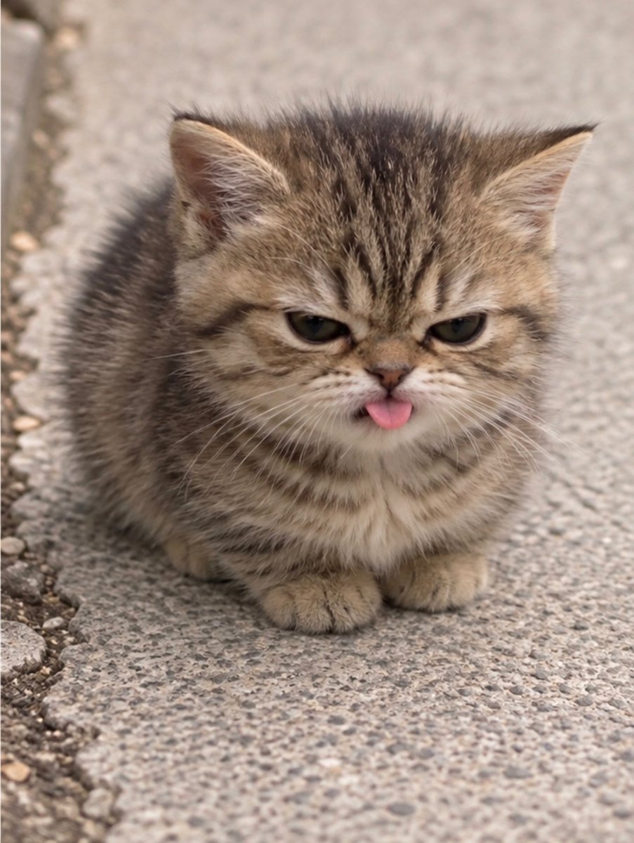 MeowCatqqaz's tweet photo. https://t.co/uWnSYzOMfe