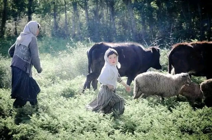 Umarah77's tweet photo. Little girl pasturing sheeps in Badakhshan, Afghanistan 🤍🏳️ https://t.co/G3Rd6IimYJ