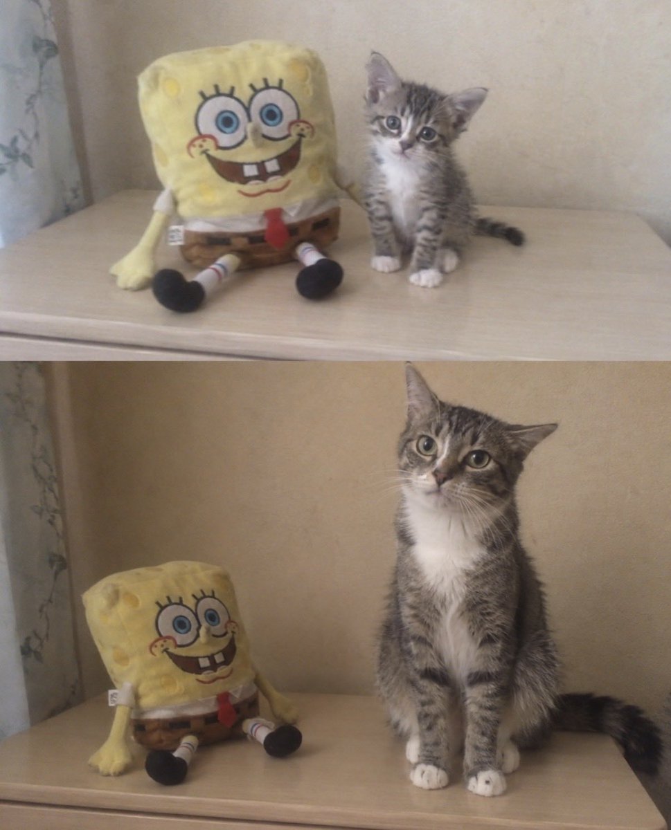 hardcatmemes's tweet photo. He grew up! https://t.co/XDlOZ9aEVm