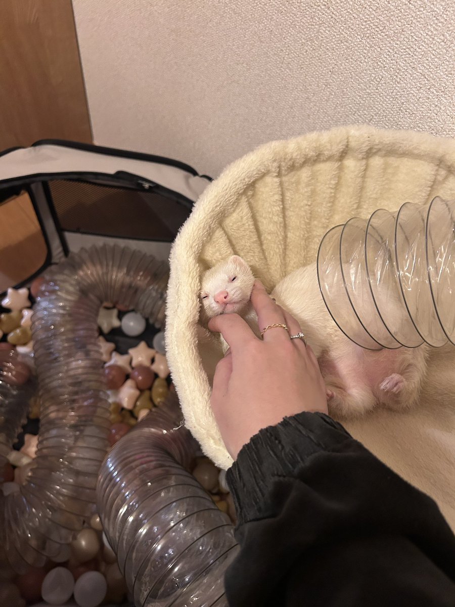 sunsun_0616's tweet photo. まだ夢の続きが気になるらしい💤💭お顔が小さい可愛いうちの子💕 https://t.co/MeuuB6ORis