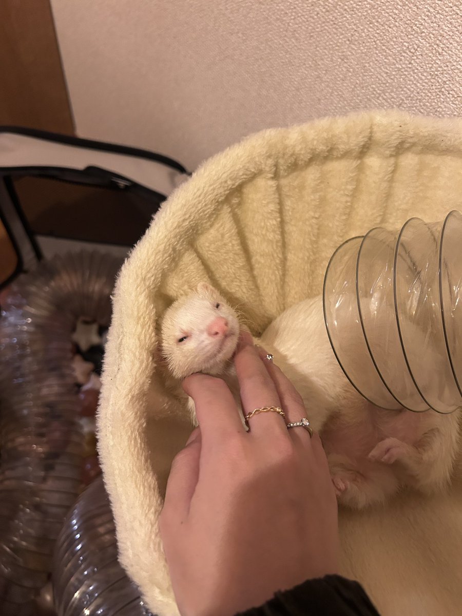 sunsun_0616's tweet photo. まだ夢の続きが気になるらしい💤💭お顔が小さい可愛いうちの子💕 https://t.co/MeuuB6ORis