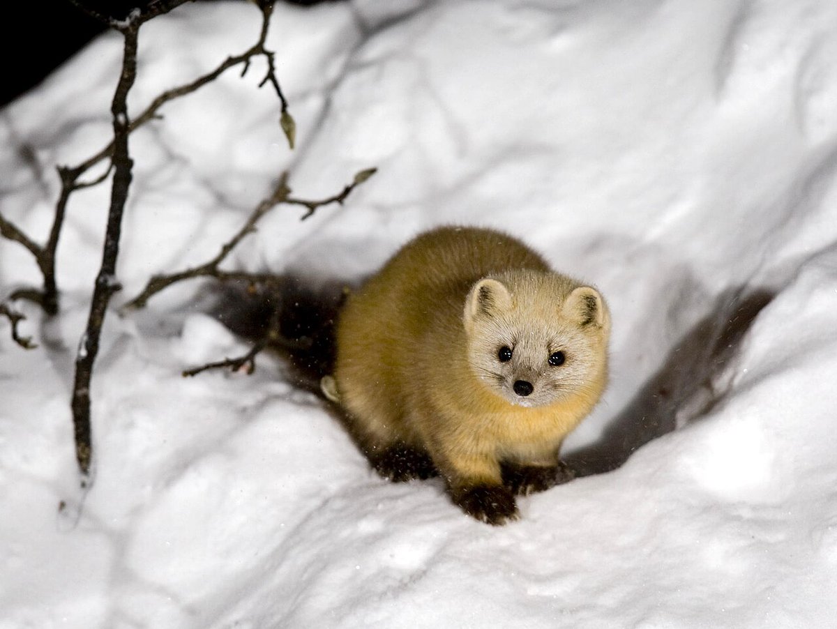 PatriceCali's tweet photo. L'Union européenne a retiré la fourrure de zibeline russe du 21ème paquet de sanctions (juillet 2026), ils peuvent de nouveau entrer en Union européenne.
Les manteaux en zibeline russe (sable) haut de gamme se vendent régulièrement dans les six chiffres (100 000 € et plus). Plusieurs enseignes spécialisées (notamment aux États-Unis et au Canada) affichent des prix catalogue de manteaux complets entre 150 000 et 190 000 $.
Pendant ce temps, les sanctions énergétiques (gaz, pétrole) continuent de frapper les Français :
factures de gaz et d’électricité explosées, inflation, usines qui ferment ou délocalisent, et précarité énergétique qui touche des millions de foyers.
L'UE protège le luxe et les riches. Les ménages, non.
#Frexit #UPR #Asselineau2027 🇫🇷 
https://t.co/ptkDXKRecm
