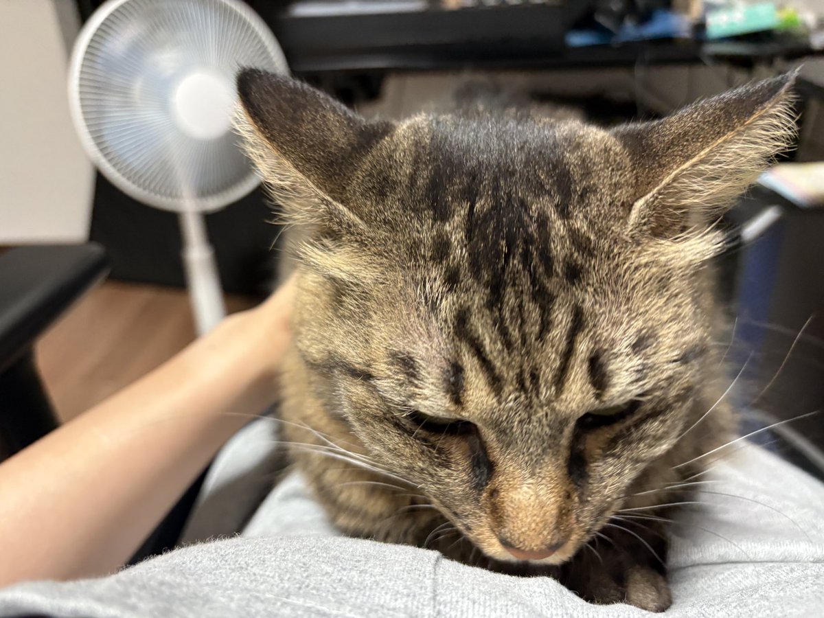 hamuinu_LL's tweet photo. 腹の上に猫 https://t.co/O8YpTnFoYb