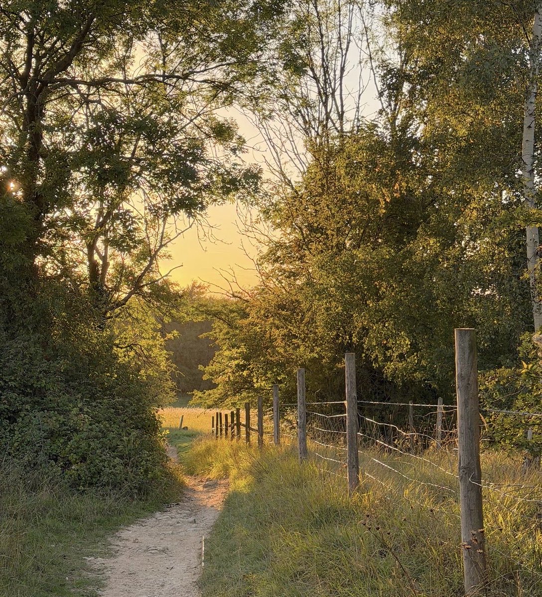 naturehealyou's tweet photo. Golden-hour strolls in the English countryside https://t.co/P4OCq8iDtP