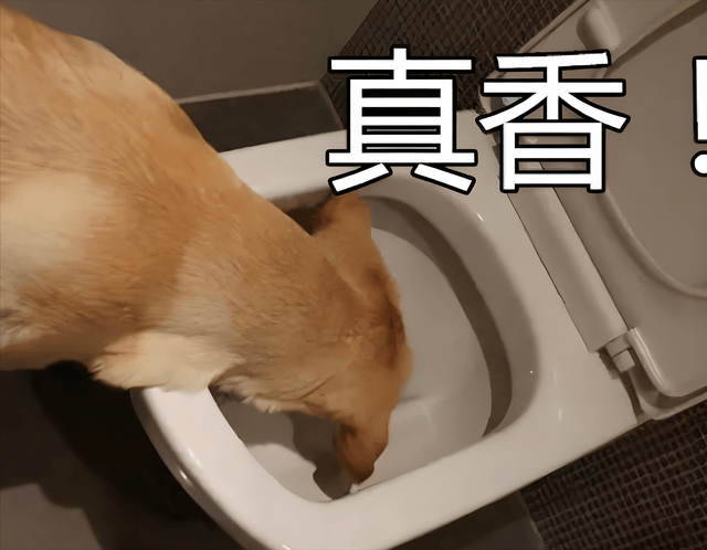 Usagixb's tweet photo. 「豢えたペットが餌を荒く嚼み、腹を映すような満足そうな顔で倹約な毎日を過ごしてる」 https://t.co/1iGn5GgBIb