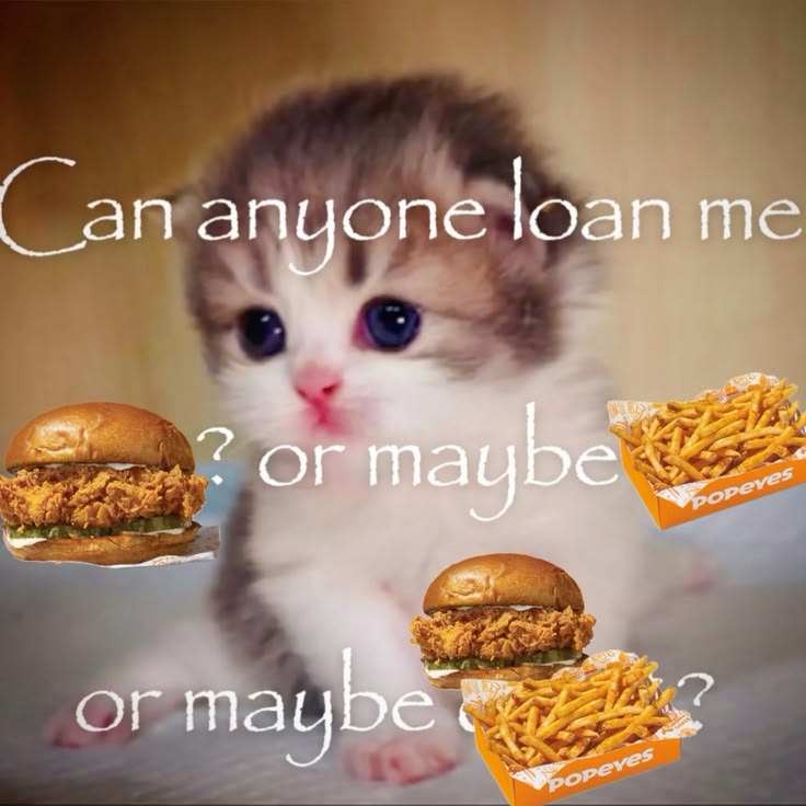 CatPosted's tweet photo. https://t.co/X0xvq9RJTi
