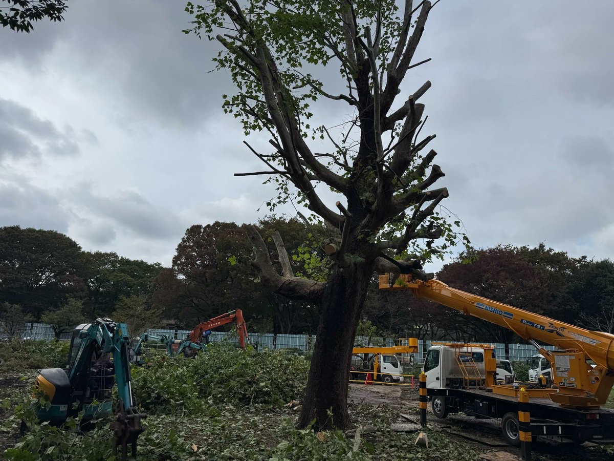 Mid_observatory's tweet photo. 鹿島建設はロクなことやらないので、もう永遠に営業停止で良いです。神宮外苑の杜を壊してラグビー場もどきをつくるのも、善福寺川緑地や葛西臨海水族園の木々を伐採するのも、学士会館を壊して高層ビルを建てるのも、全て鹿島建設です…。 https://t.co/hLBlLEwIhR