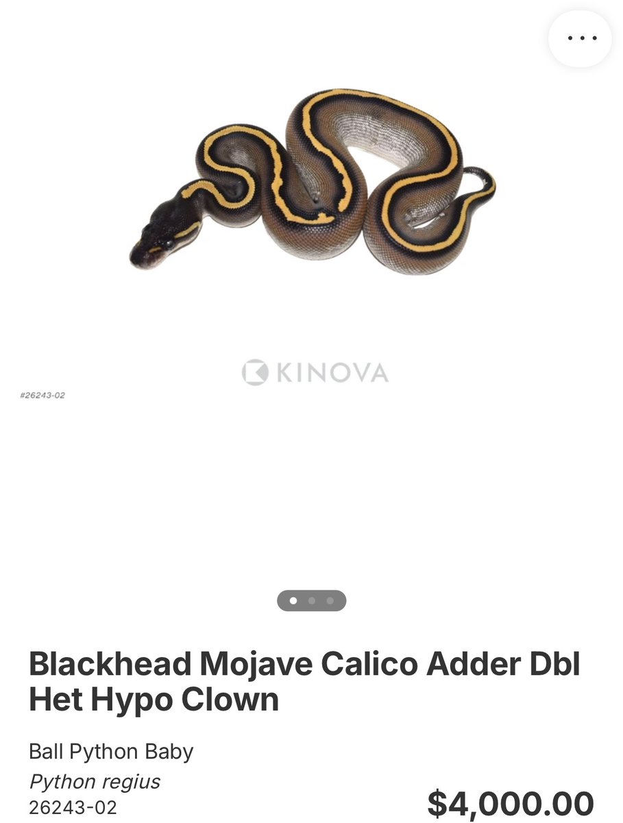 06importservice's tweet photo. 【KINOVA】
0.1 Blackhead Mojave Calico Adder Dbl Het Hypo Clown
¥726,662
個体セレクトのご相談も可能です。
お問い合わせは、公式LINEより承っております。
#KINOVA
#ボールパイソン代行輸入便
#ボールパイソン
#Ballpython https://t.co/EoQZDqobAQ