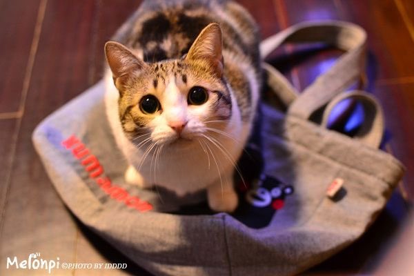 DoUCondomHummus's tweet photo. The cat from the “Meowl” image is named Melonpi https://t.co/3xiKmrWlpg