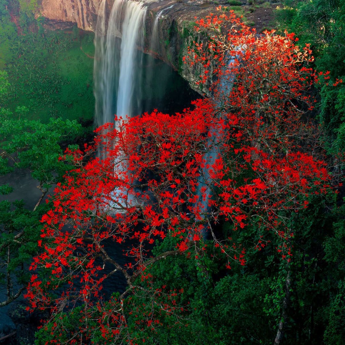 ing_scar's tweet photo. Once a year, Chinese parasol trees bloom near K50 Waterfall in Gia Lai, turning a corner of the forest into a brilliant red spectacle. https://t.co/UUfOcMpbgJ