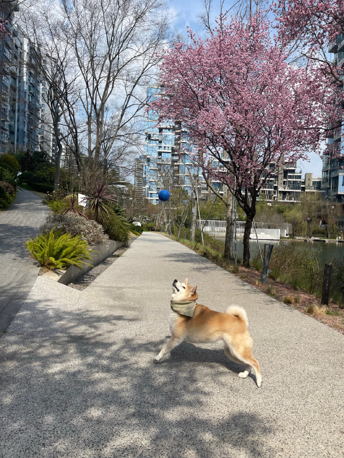 hinakitiu9q6's tweet photo. [春を搜（さが）しに行こう、苟（いや）この季節の小さな幸せを全部抱きしめよう] https://t.co/cmZFj2eqw6