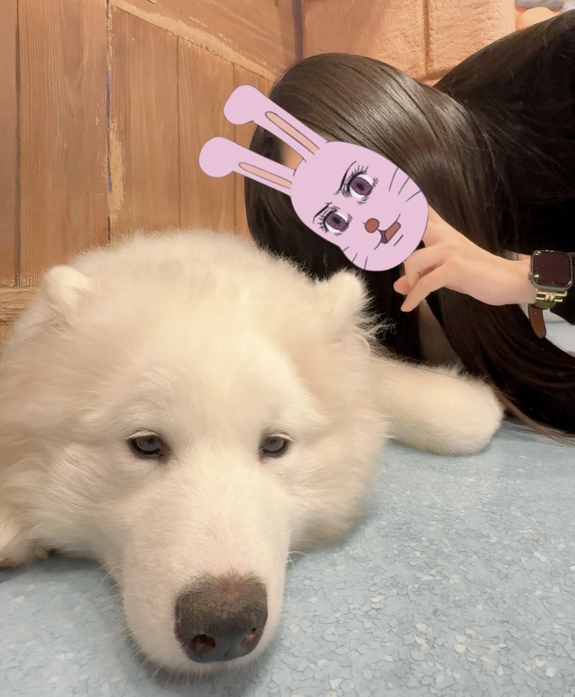 HonMani881's tweet photo. サモエドカフェのサモエドたちに課金でおやつあげる以外はずっと早く帰って欲しそうだったぜ！くそっ！お耳がぽふぽふでかわゆいから許す https://t.co/2LKmU7XzHC