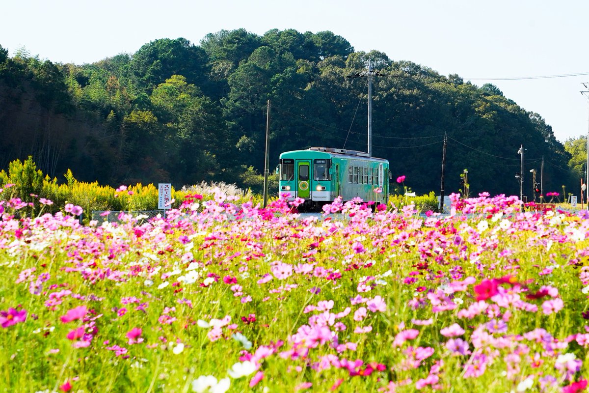 odderyaya's tweet photo. 2026.10.15
北条鉄道とコスモスの風景
去年は場所が分からず諦めたけど、今年は彼岸花の撮影したときには情報を聞いたので迷わず到着できた
クルマを停めてコスモス畑に行ったら踏切の音が聞こえて、慌てて準備しました
違う駅の時刻表を見てました（汗）
一発勝負なので、まあこんなものかな。。 https://t.co/gA6xoBhSsL