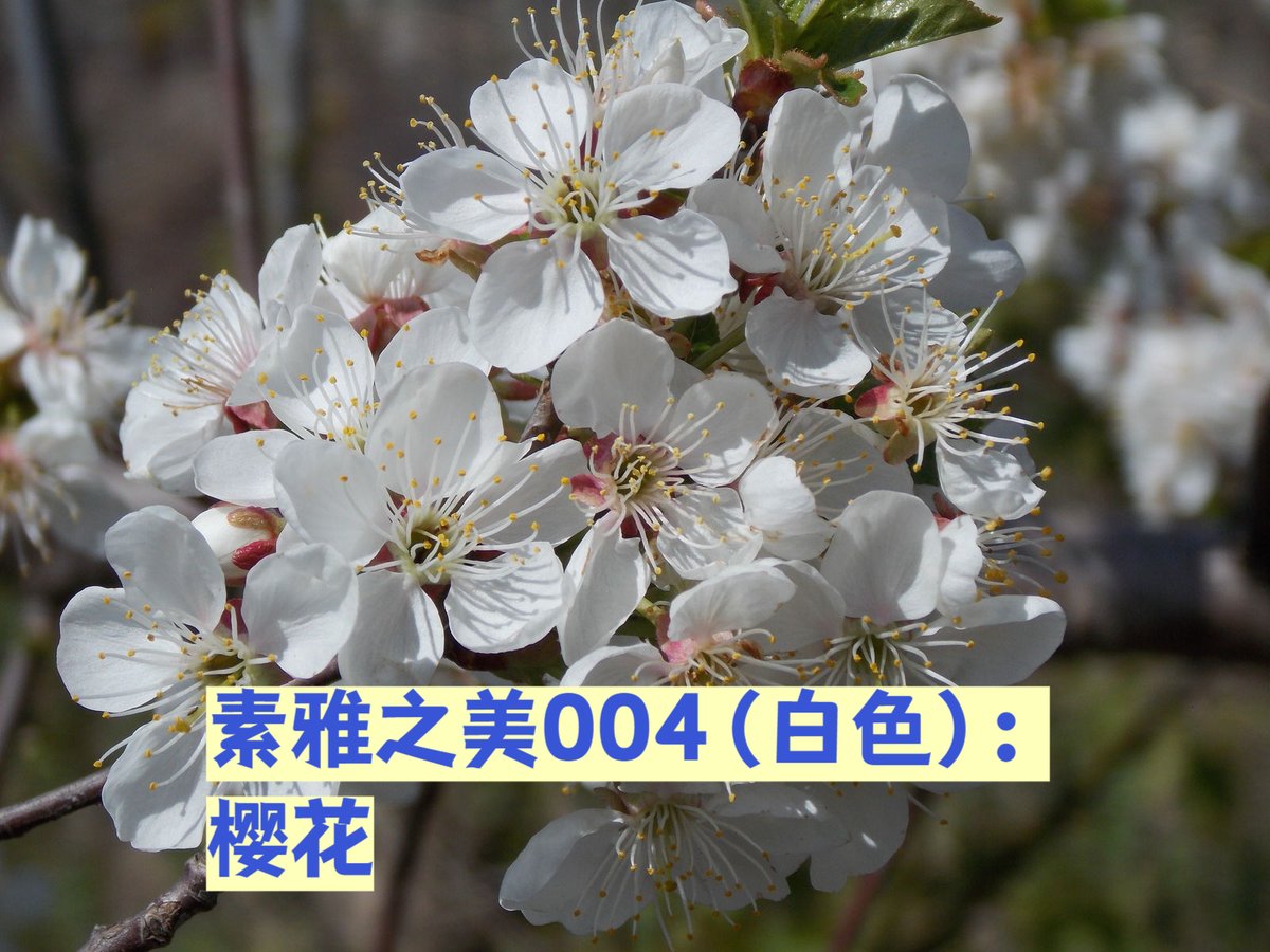 colagumi's tweet photo. [純蒂劫に心を寄せる今日、思いが静かに広がる]， https://t.co/CrEY8Yvcks