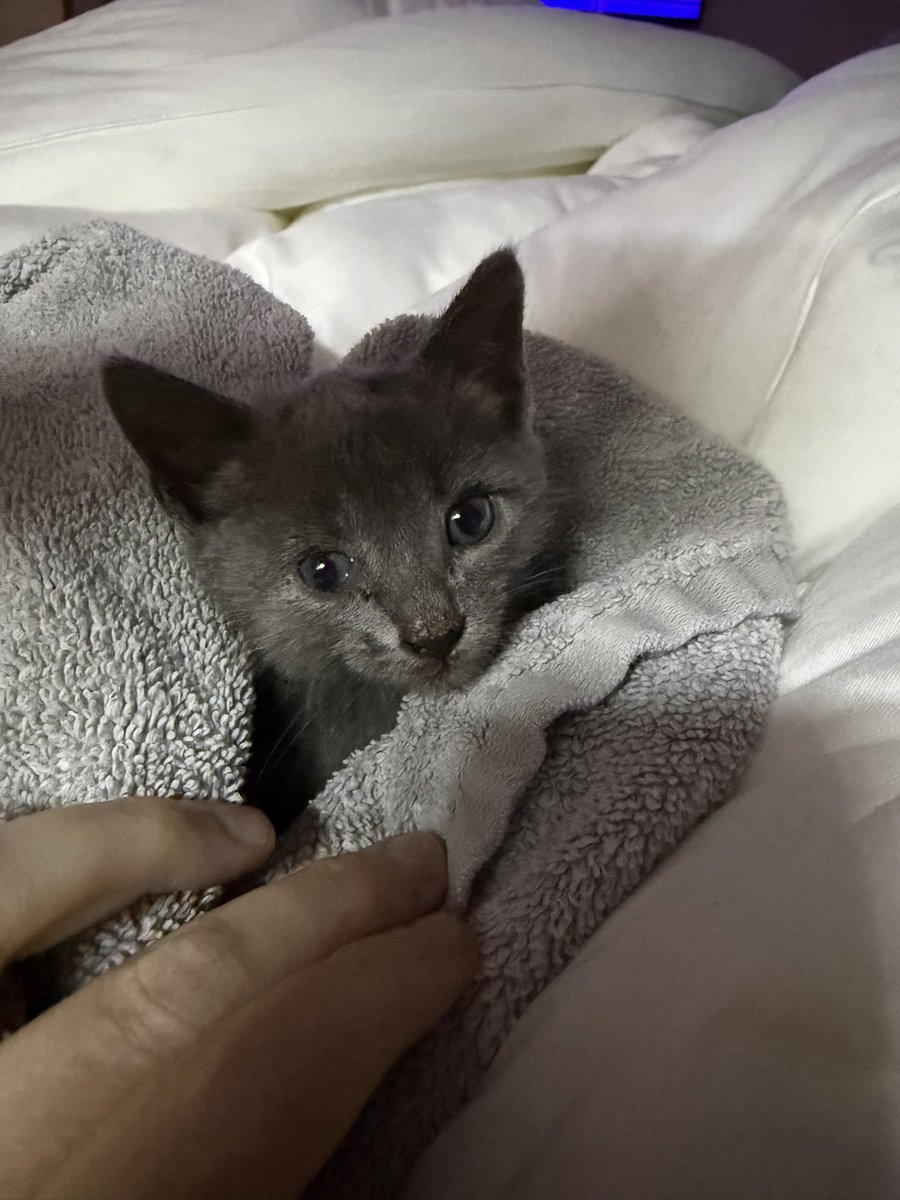 TRHLofficial's tweet photo. Baby Delilah came to us at a week and a half old with one eye still closed, covered in motor oil with a terrible open leg wound and break, likely from falling out of a car engine. She was a fighter from the beginning
Delilah had a very loud meow. She knew exactly what she wanted. She loved my daughters fiercely. And she especially loved Duchess. She was perfect love herself in the tiniest package I had ever seen.
Delilah would not have survived a surgery at this age to amputate her leg so it was up to our care and her Constitution to get her up to weight. Little by little she gained but stayed so tiny and she was doing well up until 2pm yesterday. She had even begun walking on her leg. Delilah was vocal and she loved to eat and snuggle and play.
This morning, when we got up for her 4am feeding, she was already in another full hypoglycemic episode after barely surviving one yesterday with veterinary intervention. I did everything in my capability, to get her warm and her blood sugar up, but she faded quickly and was with Our Lady within 20 minutes.
After a year and a half of fostering sick and injured kittens and never losing any, to lose two kittens that we loved so much and were so impactful on my heart in the same week from Fading Kitten Syndrome has been one of the hardest chapters of my life. I don’t understand why it is His Will for kittens to be so sweet and gentle and happy and innocent, and to have them die unexpectedly in my arms. There must be a better suited person for that job with a hardened heart built to suffer like this. Why us?
Delilah had an uphill battle from the moment we got her. When she was placed in my arms, I didn’t think she would survive the night with her leg injury, but she did and we got to love her for 3 weeks. All she knew from the moment she came to us was love and doting and comfort.
This loss was a gut punch. I’ll miss my pretty girl so much. ❤️