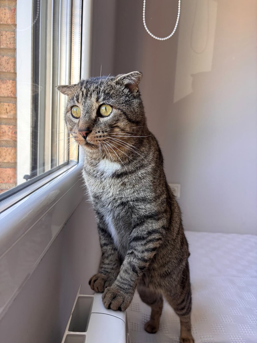 john_doe1237's tweet photo. ADOPCIÓN PARA LILO YA ,NO SE COMO COÑO GASTAIS DINERO EN SEGURIDAD EN LA CASA, LILO YA SE ENCARGARÁ ES UN GATIN SUPER ADORABLE QUE BUSCA HOGAR Y FAMILIA https://t.co/mw8yl9VG9w