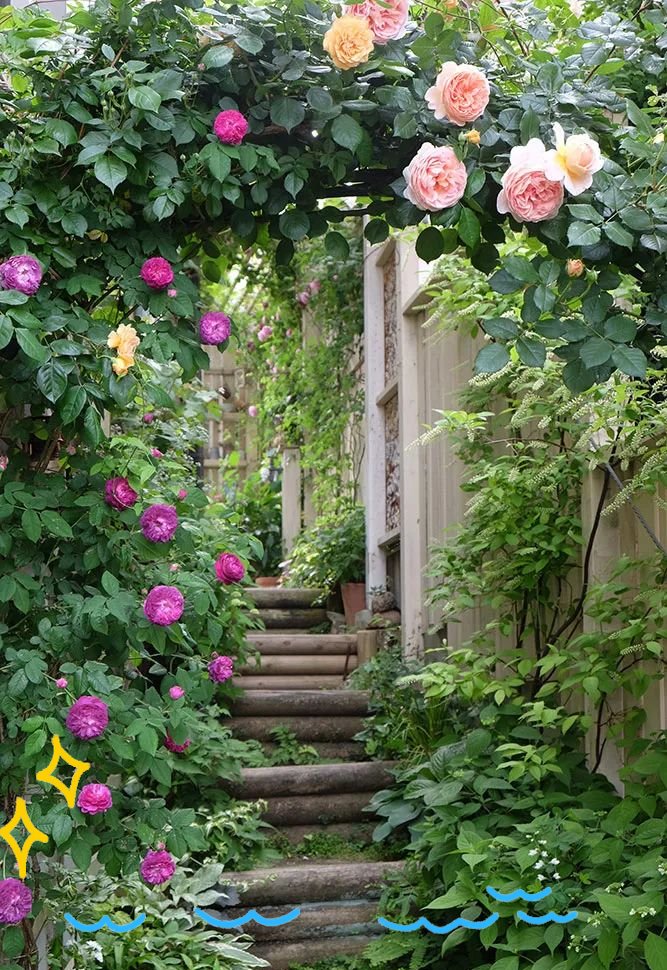 yaki_moti__a's tweet photo. [夏乃辜の季節、風に揺れる花びらが心を和ませてくれる。今日も小さな幸せを見つけに出かけよう]， https://t.co/ktsihHfZMm