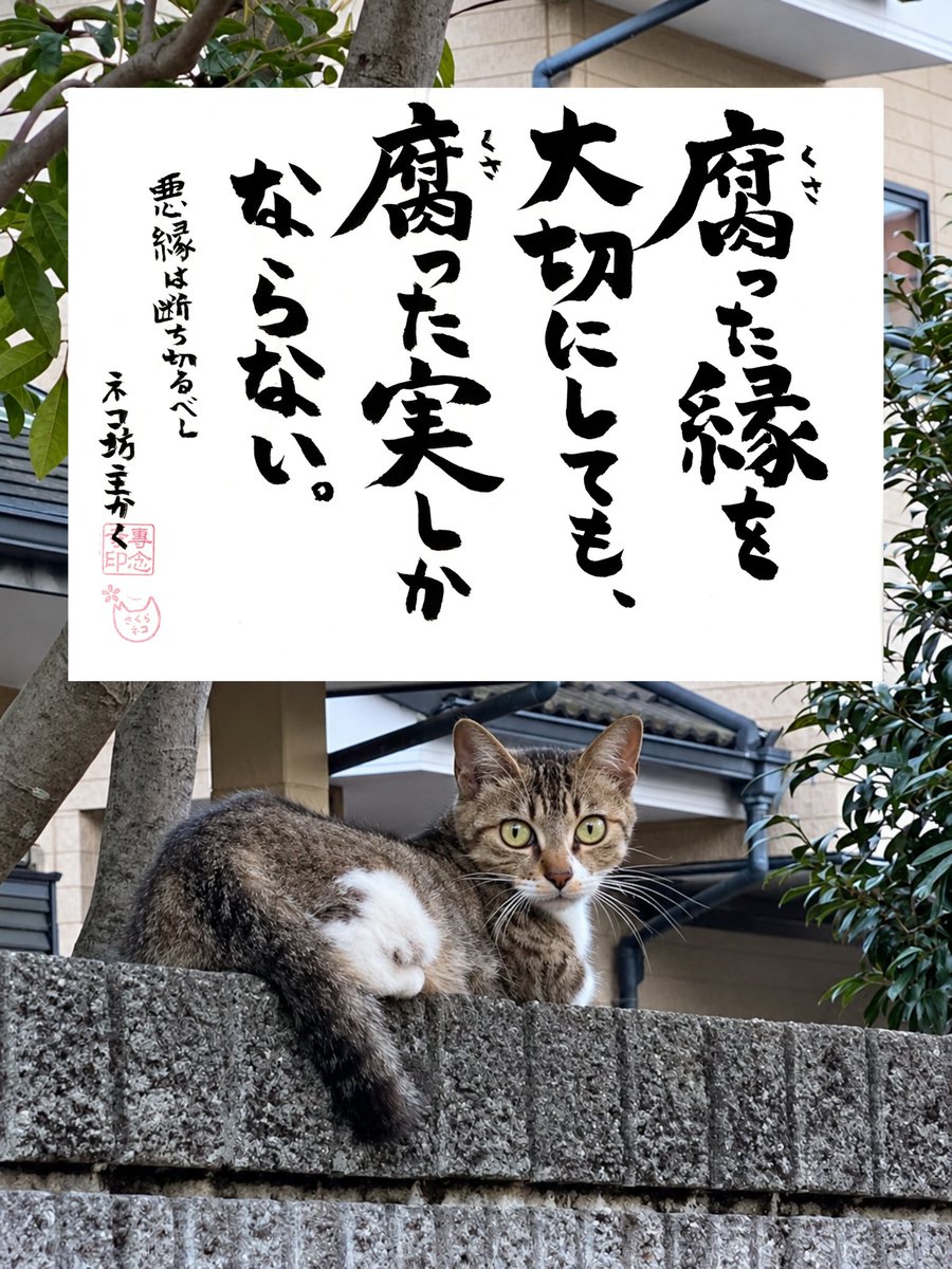 yabumoto610's tweet photo. ネコさんから人間さんへ今日の一言 https://t.co/Sn3b0xUrEG