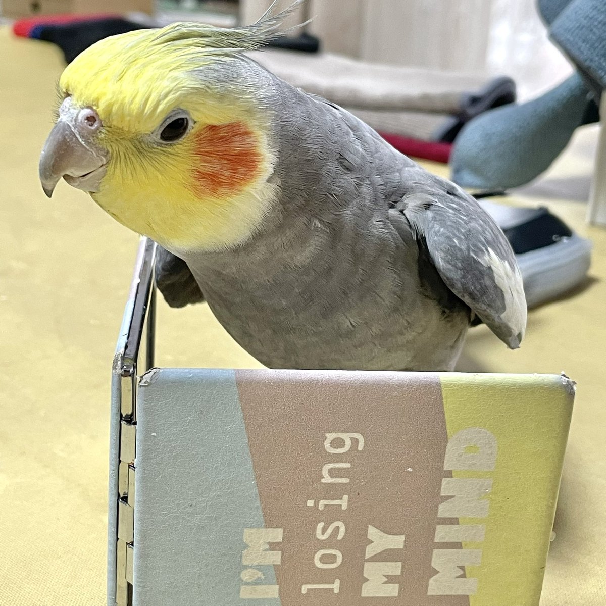 SAKANApeco's tweet photo. うたちゃんがいなくなり1ヶ月が経ちました。どうか無事でいますように。
無理に捕まえなくて大丈夫です。亡骸でも構いません。どうか見つかりますように。わずかな情報でもお願いします。
#迷子ペット #迷いペット #迷子鳥 #迷い鳥 #迷子インコ #迷いインコ #オカメインコ #姫路市 #探しています https://t.co/POWk6dhjvG
