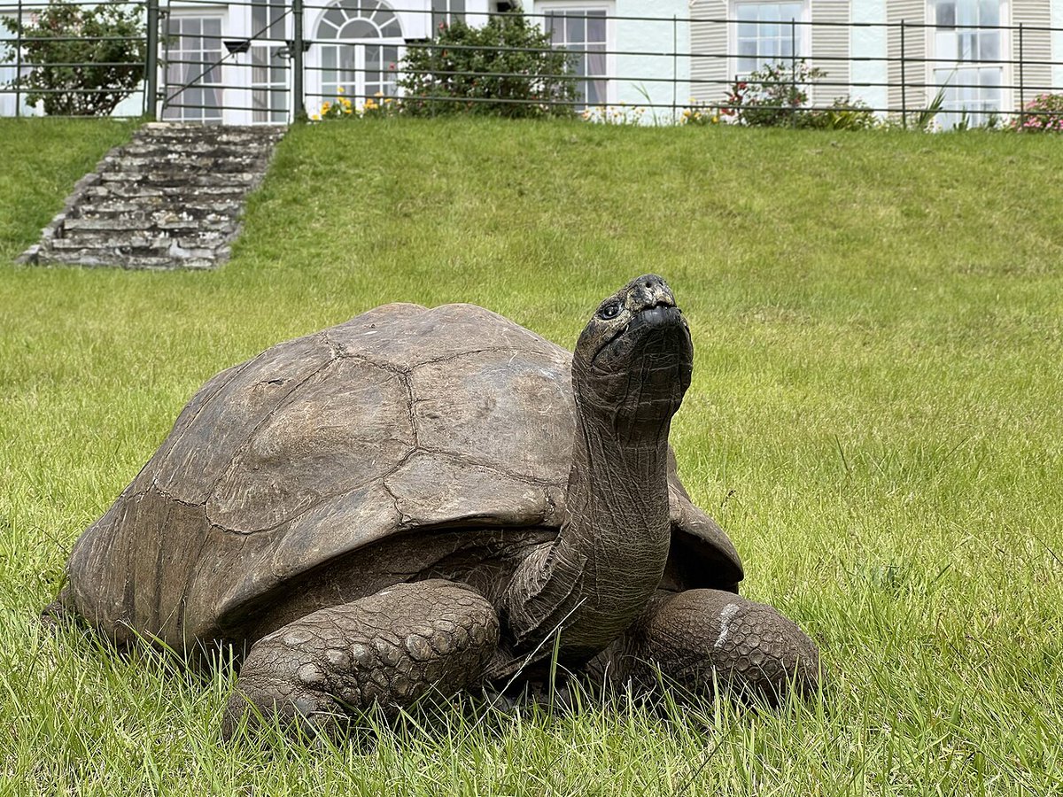 HailHistory's tweet photo. @Rainmaker1973 At 60, that tortoise is a teenager. Jonathan, on St Helena, hatched around 1832 and is about 193 today, the oldest known living land animal.

He arrived in 1882 as a gift to a future governor and has now outlived 31 governors' terms on the island. https://t.co/W0Hf5m14pR