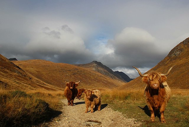 flamencobug's tweet photo. The Man in the Arran Mask #ScotlandInSongsAndFilms https://t.co/Mb1VuM3kqc
