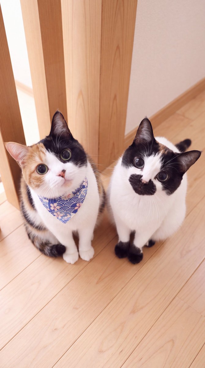 wa_cats's tweet photo. ←ちゅ〜るの音に全集中

                              ただの袋だった時→ https://t.co/jdQ476ohfs