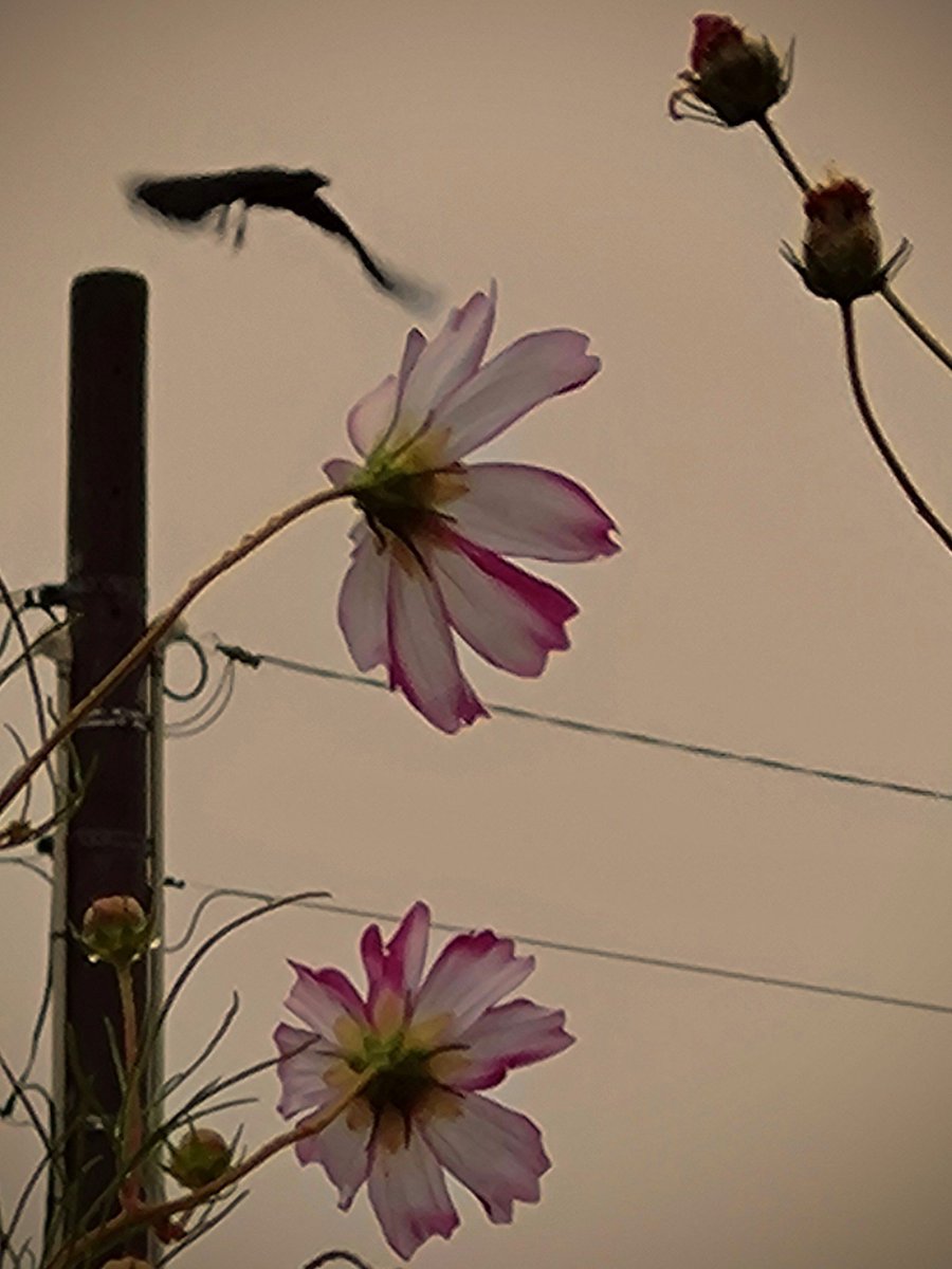 72ZvzDQicJUFCIk tweet picture