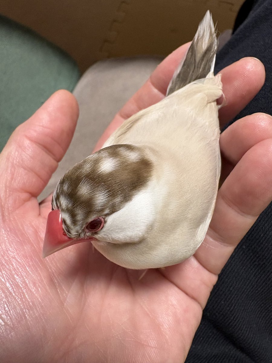 sora_ai12's tweet photo. 文鳥の日、ギリギリ間に合わなかった…。
インコちゃんも可愛いけど、うちのラテちゃんもかわいいよ〜。 https://t.co/uUSAYC1Hex