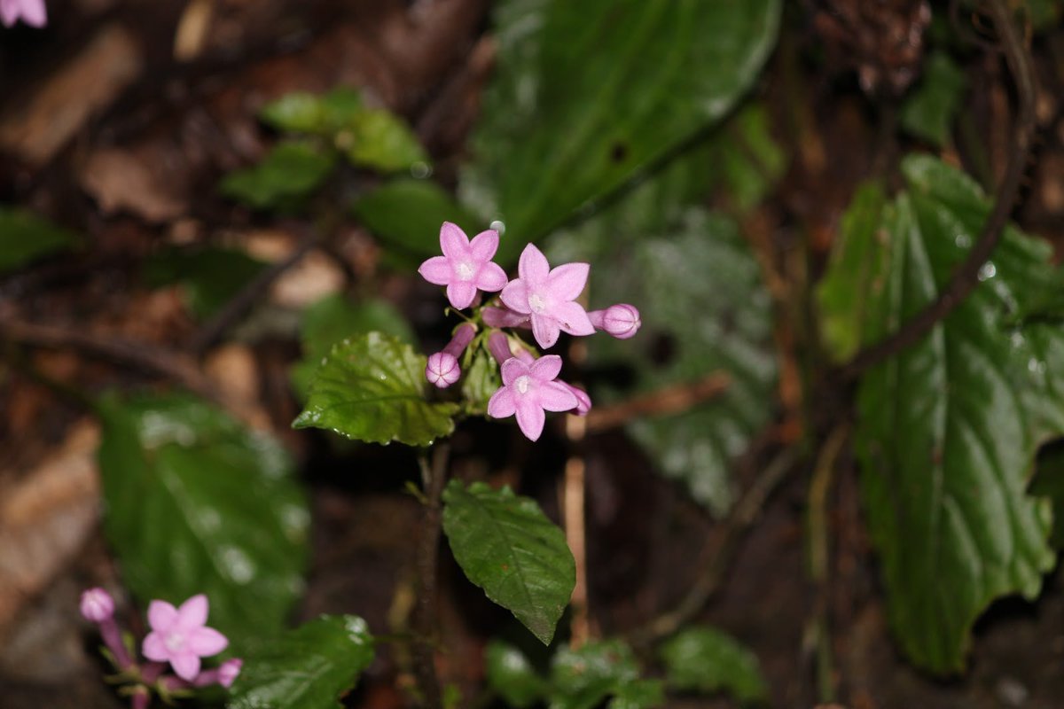 ZingnuChau's tweet photo. Renthlei Lalnunfeli and Vinay Kumar Sahani marks a significant addition to the state’s remarkable floral diversity and reinforces its importance as a repository of natural wealth.

#RichBiodiversity #BotanicalDiscovery #BiodiversityConservation

2/2 https://t.co/pfhlHfwHSH