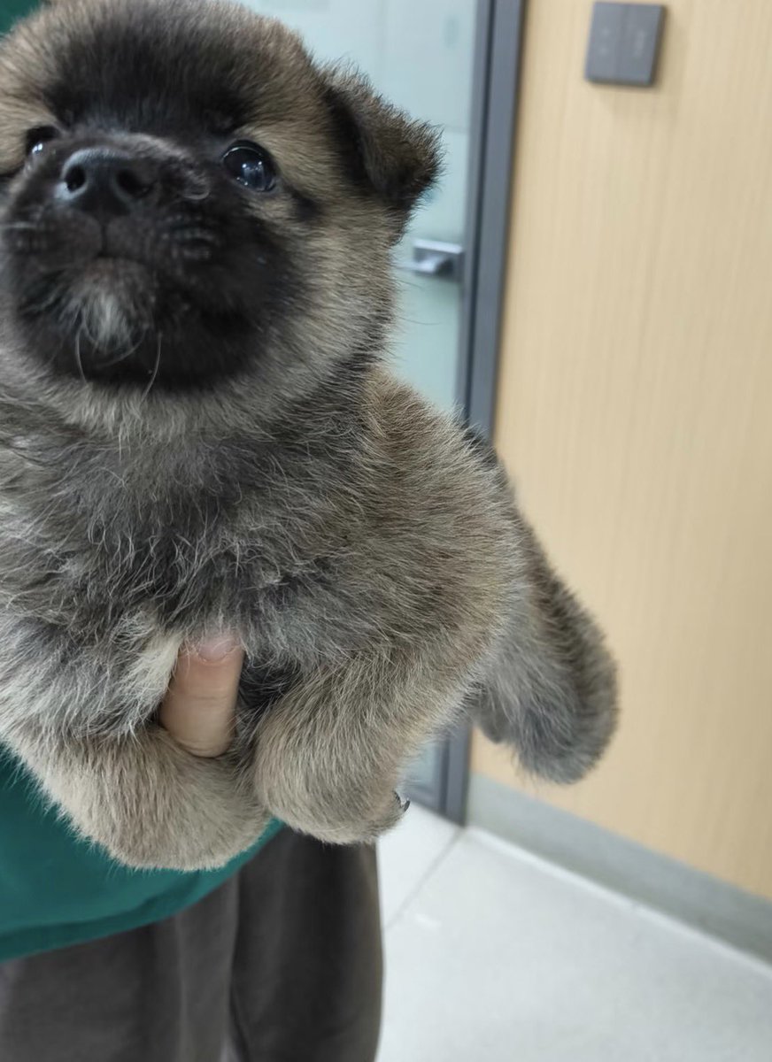 twaniimals tweet picture