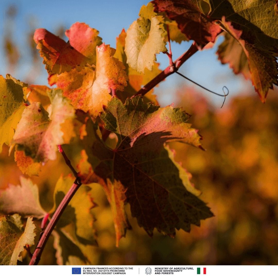 ProseccoDOC's tweet photo. Prosecco DOC is defined by its origin. Produced across designated areas of Veneto and Friuli-Venezia Giulia, the DOC mark protects where and how the wine is made. https://t.co/92U0LOfhi6