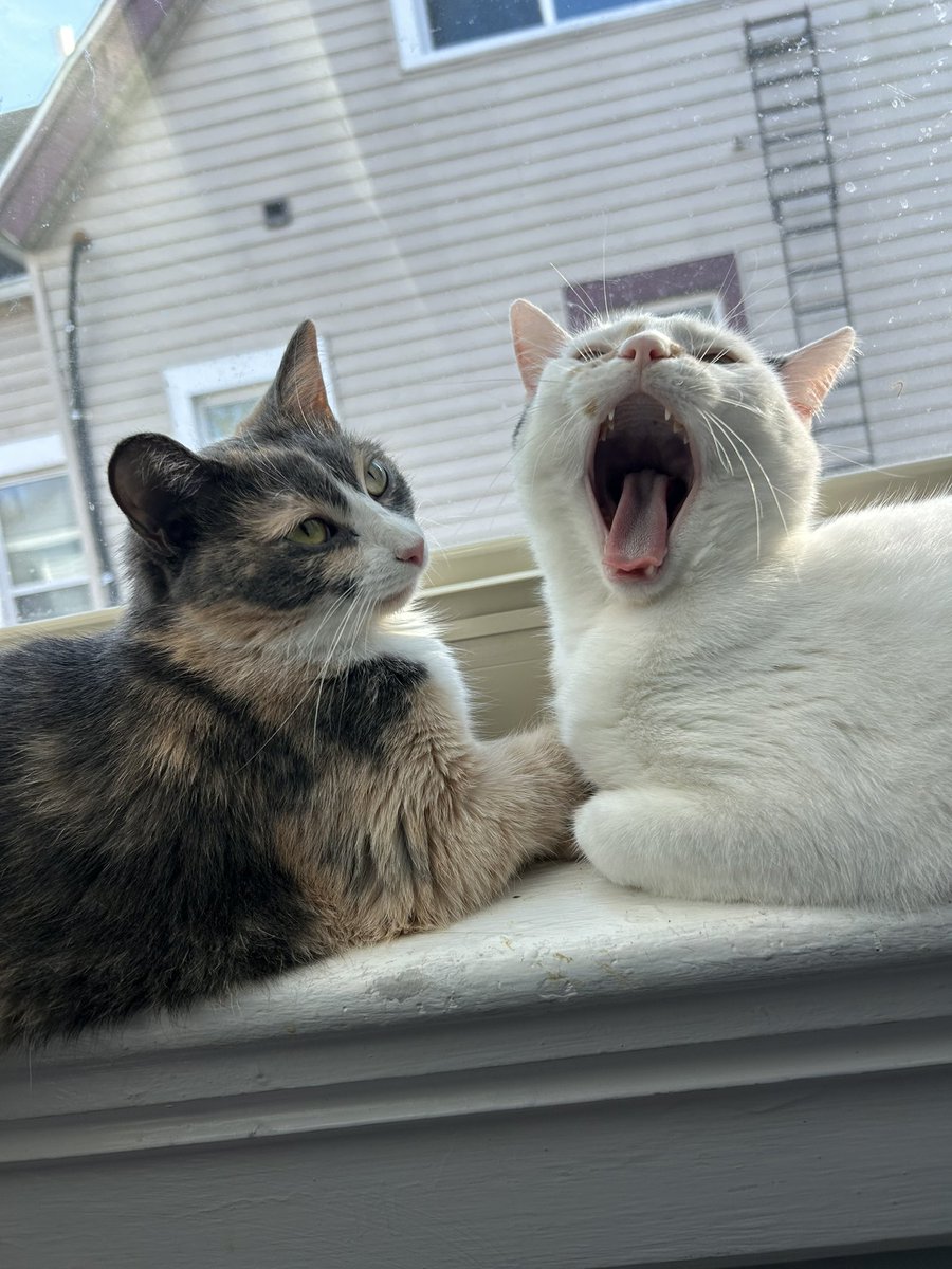 oreoeocat tweet picture