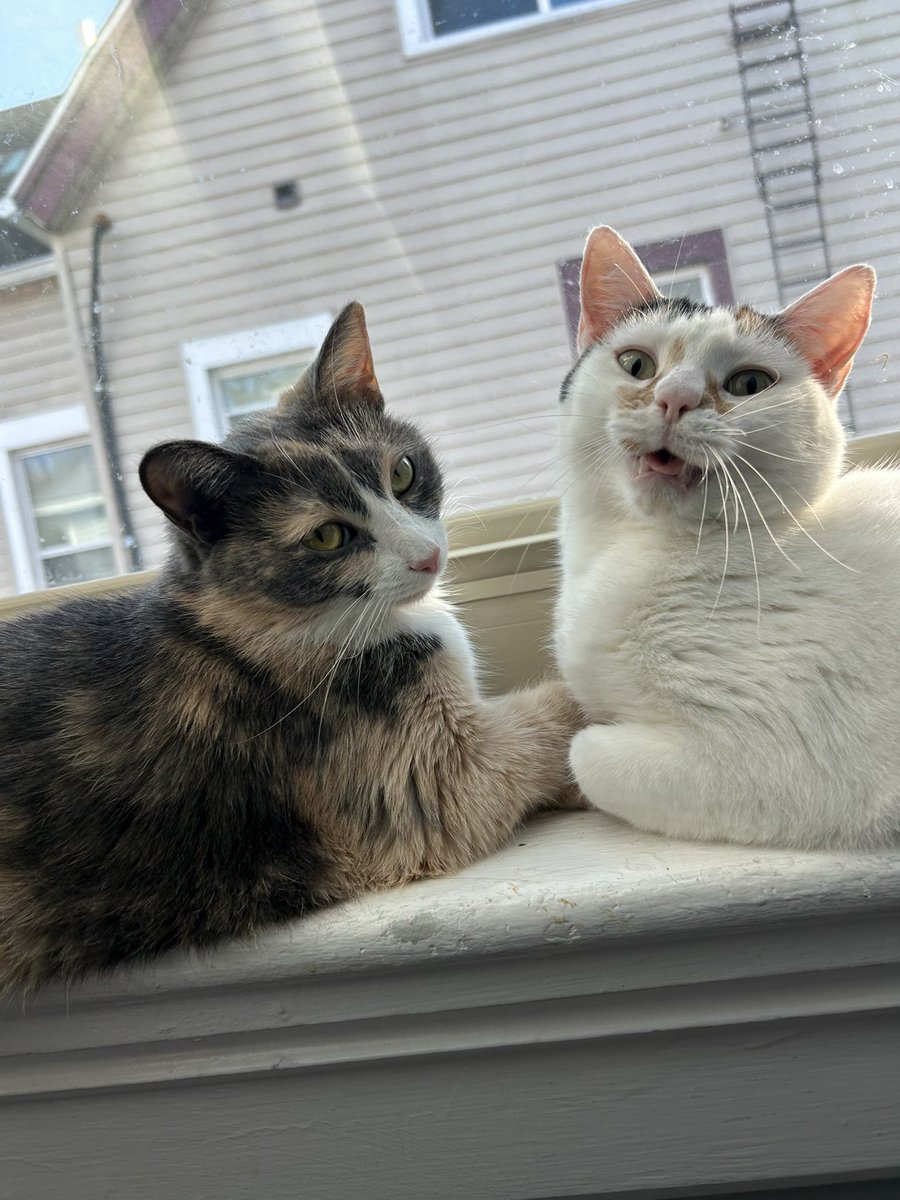 oreoeocat tweet picture