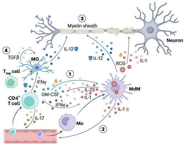 ScienceofPD's tweet photo. More weekend reading: New review explores cytokine circuits in CNS homeostasis; "CNS cytokine circuits may also be shaped by systemic immune &amp; metabolic cues, whose influence on local cytokine production &amp; responsiveness remains incompletely understood"
https://t.co/Ma0NE3cUIo https://t.co/XTwqaKwQKg