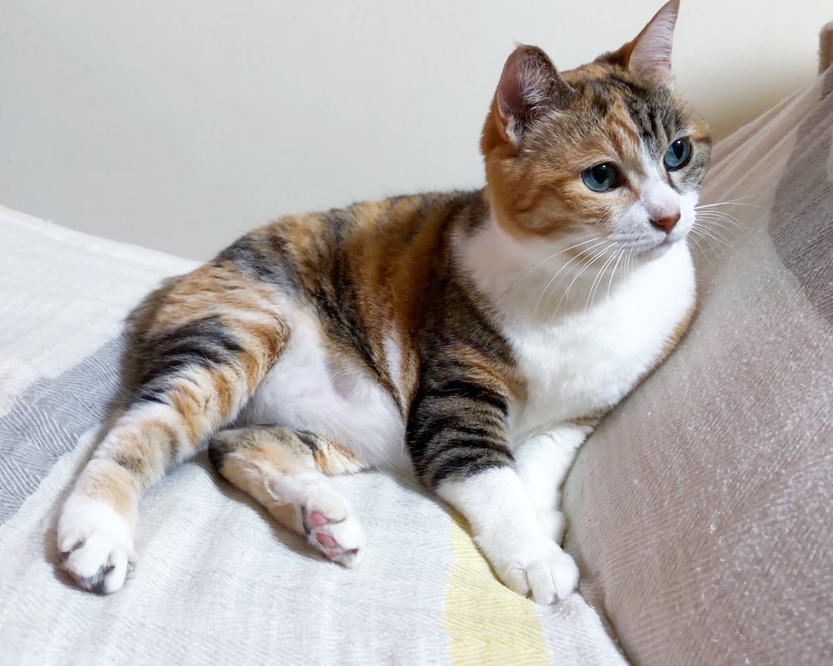 sobun_nekomanga tweet picture