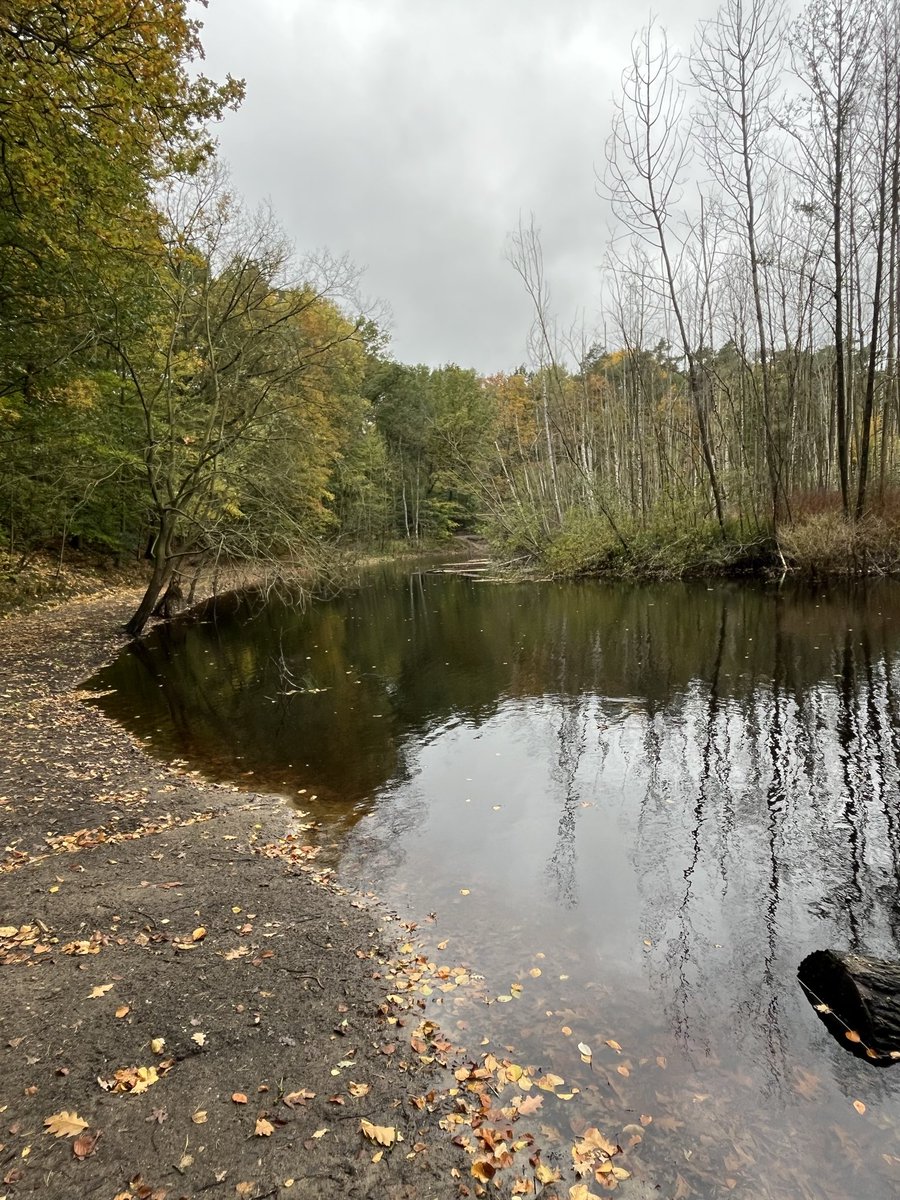 tacticow's tweet photo. Went to visit the forest behind my school from back in the day 💕

Not many people around and the bridge there sadly collapsed but it was incredibly nice to go back 🥺💕

Ill show more pics tomorrow on stream https://t.co/wHI7LeOktK