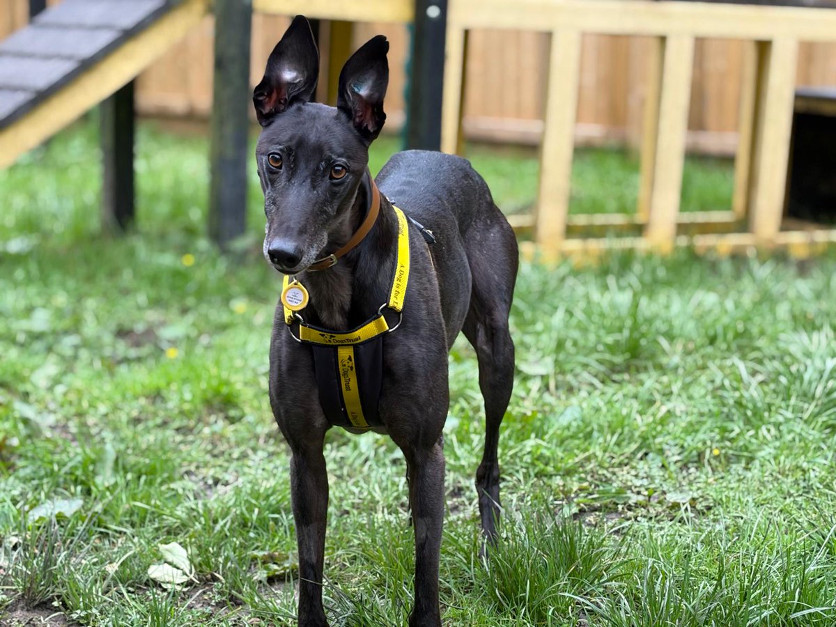 DT_WestCalder's tweet photo. Our sweet Lottie Longlegs 😍 

She can be a little shy but once she gets to know you, you've got a best friend for life! 💛  She is a massive foodie, so tasty treats are the way to her heart!  

Check out Lottie's profile here: https://t.co/kAIPEPosmf

#AdoptDontShop
#ADogIsForLife
@DogsTrust
