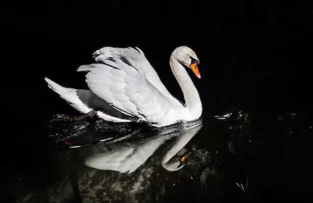 formerRepMTG's tweet photo. BIG EVENT COMING!

“WHITE SWAN”

BE PREPARED, FOR GOOD! https://t.co/zvxpSmBKzy