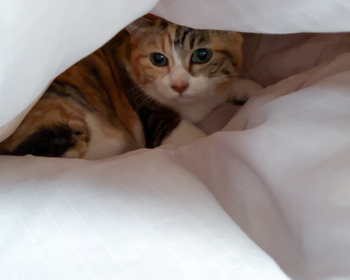 sobun_nekomanga tweet picture