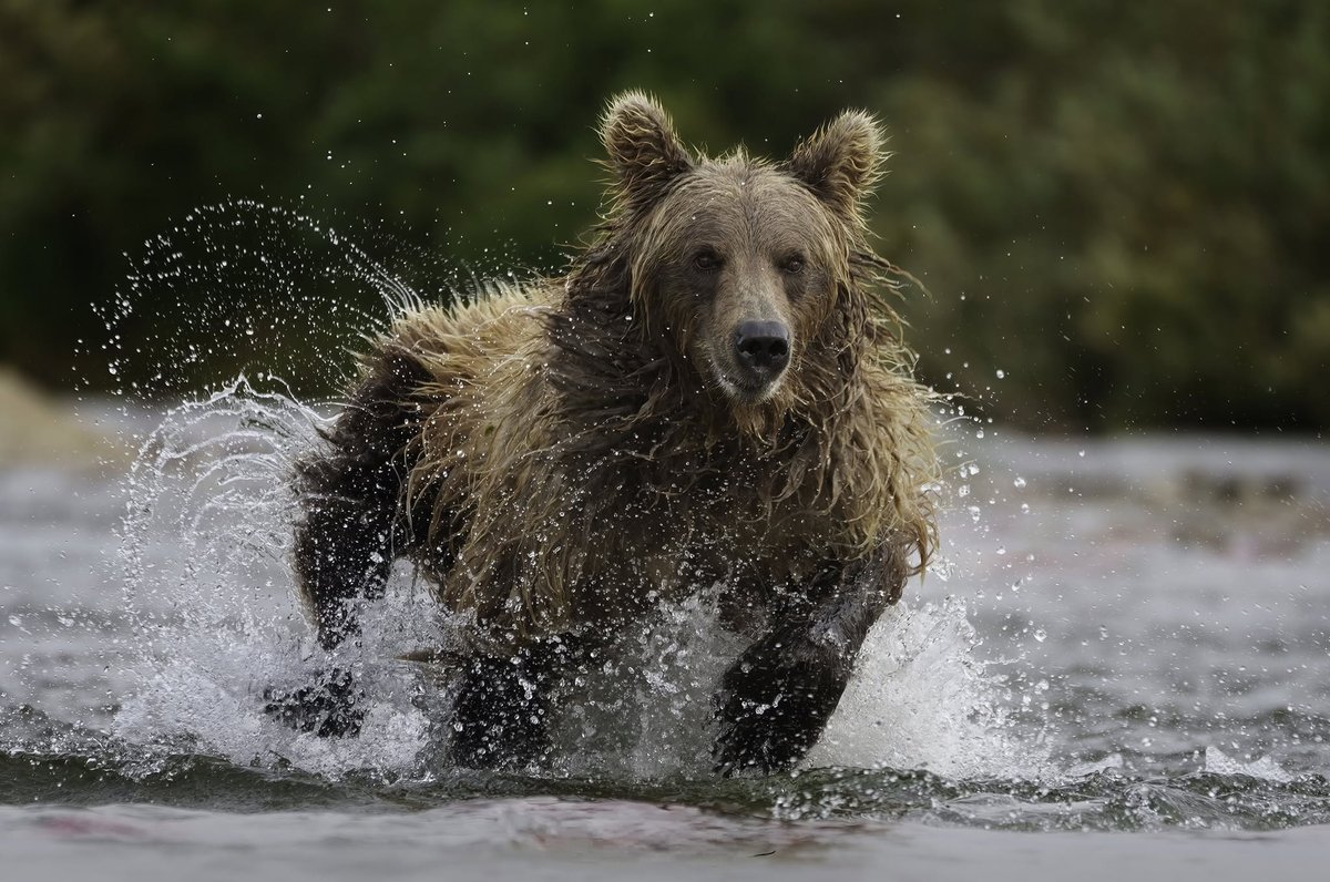 UltraLuxeFender's tweet photo. Photo of the Day:
A Brown Bear chases a sockeye salmon in Katmai National Park Alaska. Not AI. Taken with Sony A1. https://t.co/dSPjTNhEW3