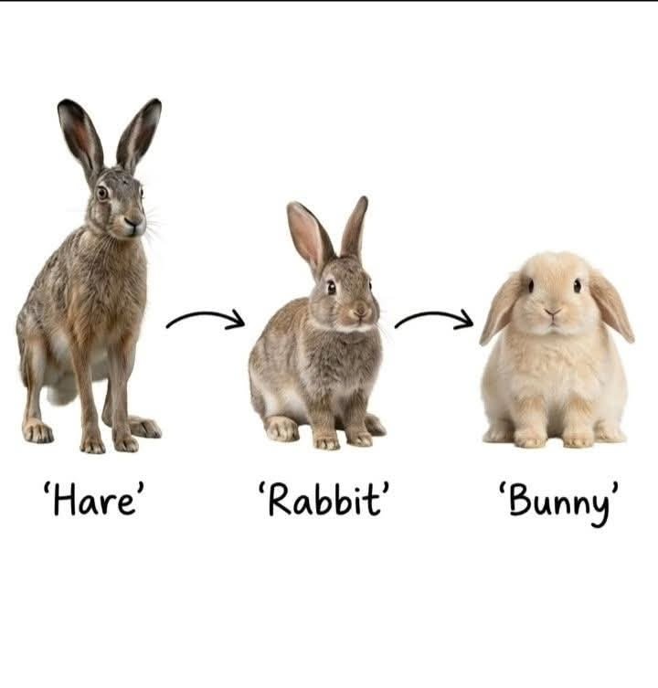 animalpopular9's tweet photo. https://t.co/cSO0DlzuMQ