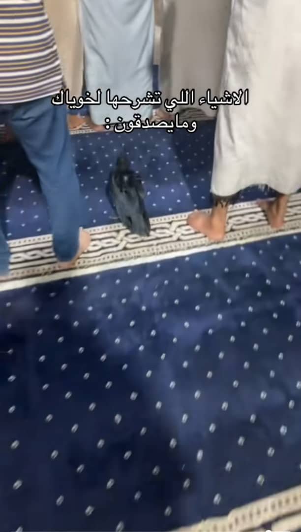 shahid735167693's tweet photo. يمكن عليه محاكمه خله يصلي ويدعي ربه https://t.co/ZSb3JMiqoI
